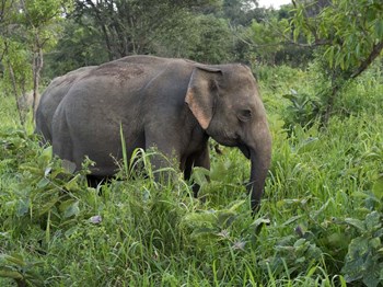 Elephants in Sri Lanka by Panoramic Images art print