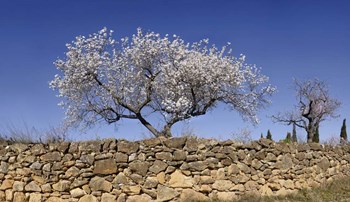 Almond Blossom, Vinaros, Spain by Panoramic Images art print