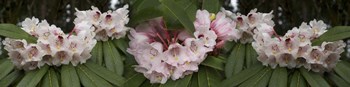 Close-Up of Rhododendron Flowers by Panoramic Images art print