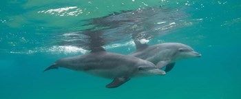 Two Bottle-Nosed Dolphins Swimming in Sea, Sodwana Bay, South Africa by Panoramic Images art print