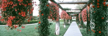 Geranium and Rose Vines Along a Walkway, California by Panoramic Images art print