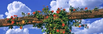 Arbor and Spreading Rose, California by Panoramic Images art print