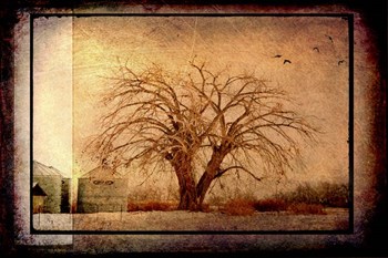 For the Love of Trees IV by LightBoxJournal art print