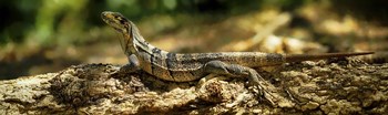 Iguana on Log, Costa Rica by Panoramic Images art print