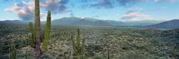 Cardon Cactus, Baja California Sur, Mexico by Panoramic Images art print