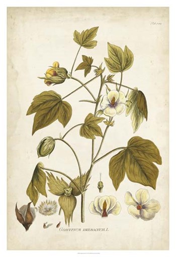 Elegant Botanical I by J.j. Plenck art print