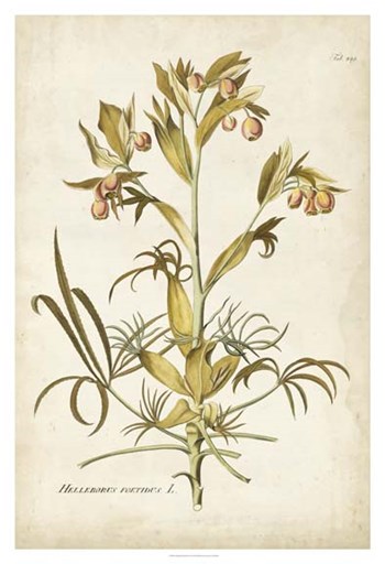 Elegant Botanical II by J.j. Plenck art print