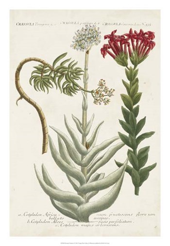 Botanical Varieties I by Joseph Weinmann art print