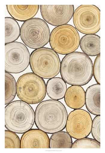 Tree Ring Study II by Timothy O&#39;Toole art print