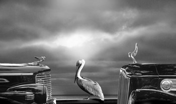 Contemplating the Pelican by Larry Butterworth art print