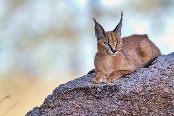 Caracal by Alessandro Catta art print