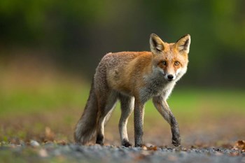 Red Fox by Milan Zygmunt art print