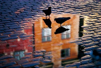 Pigeons by Allan Wallberg art print