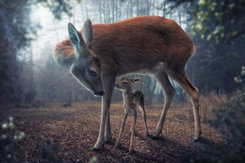 Mother And Fawn by John Wilhelm art print