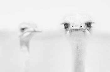 Funny Ostrich by Carlo Tonti art print