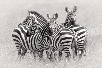 Zebras by Kirill Trubitsyn art print