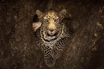 Leopard Resting On A Tree At Masai Mara by Ozkan Ozmen Photography art print