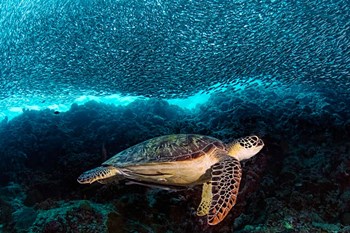 Turtle And Sardines by Henry Jager art print