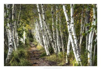 A Walk Through the Birch Trees by Danny Head art print