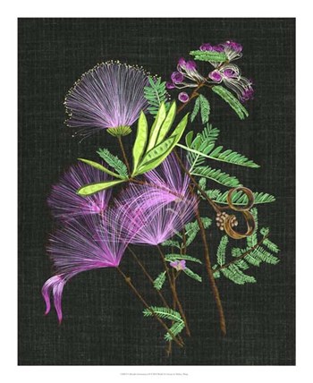 Calliandra Surinamensis II by Melissa Wang art print