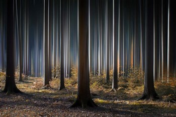 Mystic Wood by Carsten Meyerdierks art print