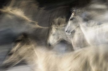 In Motion by Milan Malovrh art print