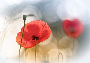 Morning Poppies by Steve Moore art print