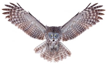 Power - Great Grey Owl by Jim Cumming art print