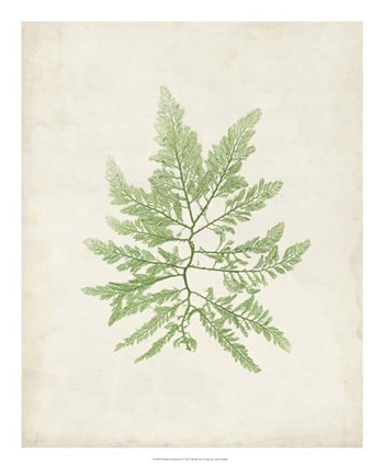 Peridot Seaweed II by Vision Studio art print