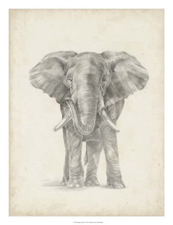 Elephant Sketch II by Ethan Harper art print