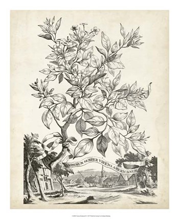 Scenic Botanical II by Abraham Munting art print