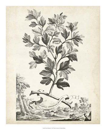 Scenic Botanical V by Abraham Munting art print