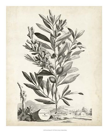 Scenic Botanical VI by Abraham Munting art print