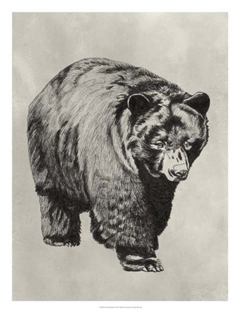 Pen &amp; Ink Bear I by Naomi McCavitt art print