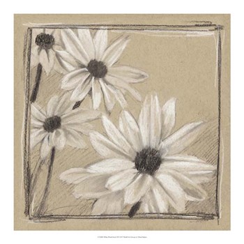 White Floral Study II by Ethan Harper art print