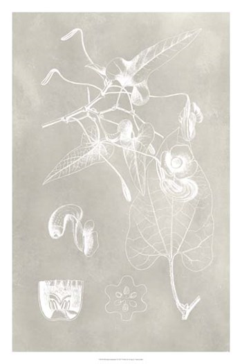 Botanical Schematic I by Vision Studio art print