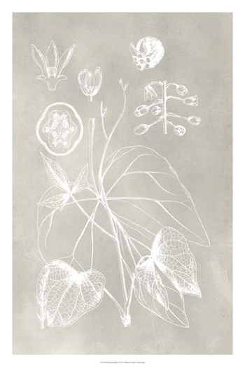 Botanical Schematic II by Vision Studio art print