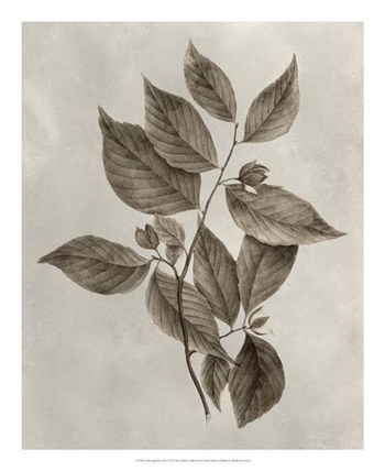 Arbor Specimen III by Vision Studio art print