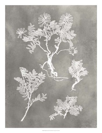 Herbarium Study II by Vision Studio art print