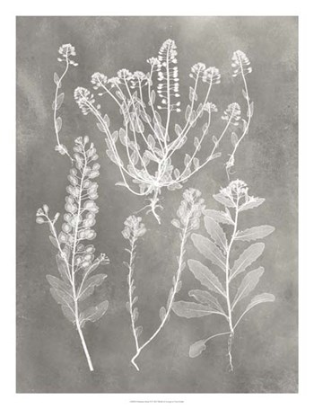 Herbarium Study III by Vision Studio art print