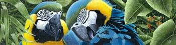 Blue &amp; Yellow Macaws by Durwood Coffey art print