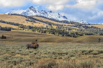 Bison By Electric Peak (YNP) by Galloimages Online art print