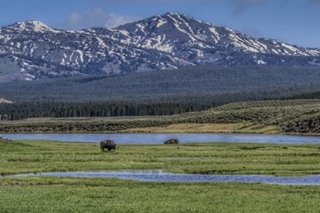 Bison By River by Galloimages Online art print
