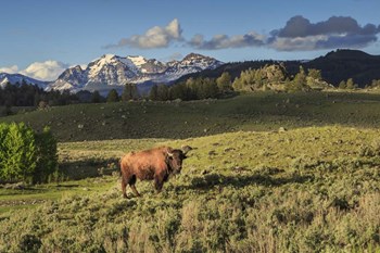 Bison In Yellowstone by Galloimages Online art print