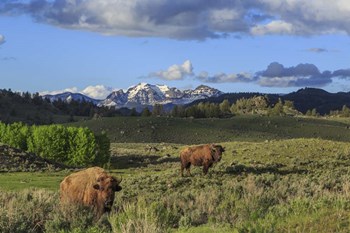 Bison With Mountains (YNP) by Galloimages Online art print