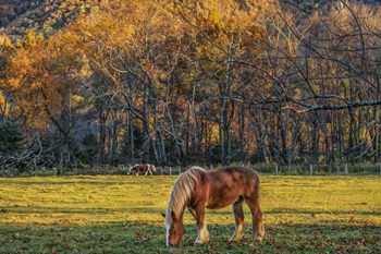 Cades Cove Horses At Sunset by Galloimages Online art print