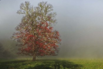 Cades Cove Tree by Galloimages Online art print