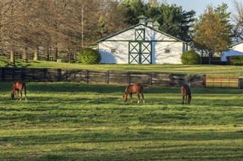 Horse Farm Landscape by Galloimages Online art print