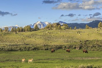 Lamar Valley - Pronghorn And Bison by Galloimages Online art print