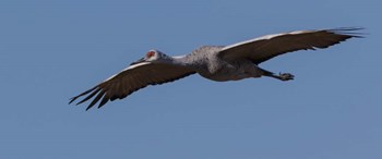 Sandhill Crane In Flight by Galloimages Online art print